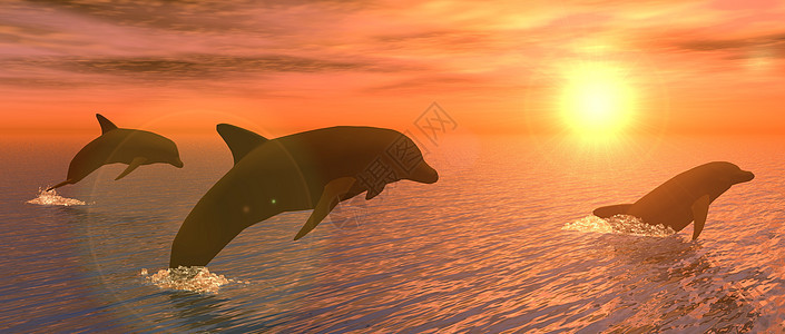 日落时的海豚波浪动物海洋海景太阳阳光情绪插图天空行动图片