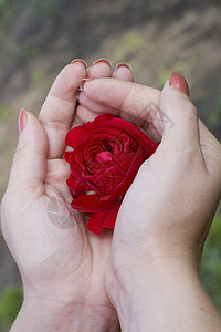 红玫瑰女人的手图片