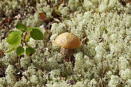 Birch蘑菇图片