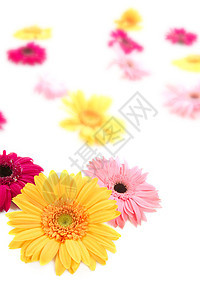 Gerbera 黄色花朵色彩多彩的模糊鲜花背景图片