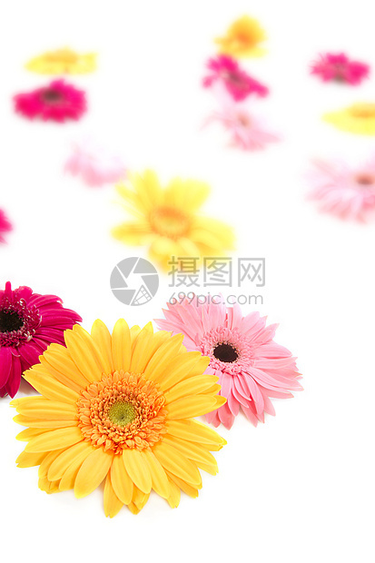 Gerbera 黄色花朵色彩多彩的模糊鲜花背景图片