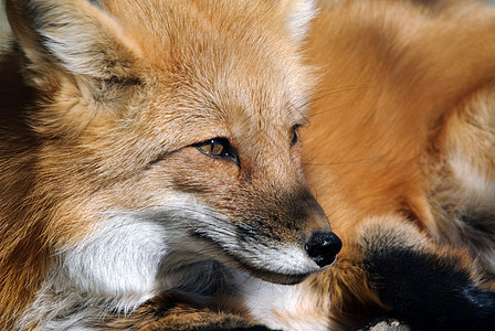 红狐狸肖像食肉野生动物红色犬类毛皮哺乳动物捕食者动物图片