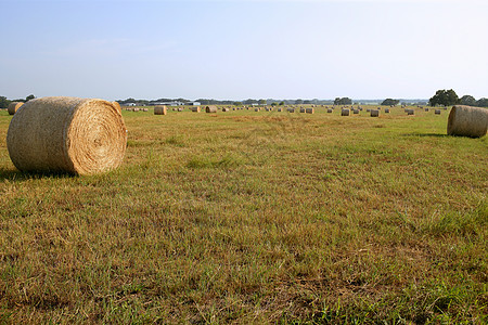 金草海巴勒斯在美国乡村地区干草农村场地收获植物国家金子生长风景蓝色图片