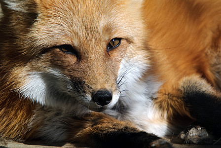 红狐狸肖像动物捕食者哺乳动物毛皮红色食肉犬类野生动物图片
