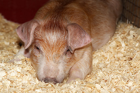年轻小猪农场哺乳动物婴儿背景图片
