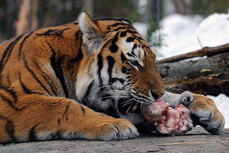 老虎野猫捕食者猫科荒野动物哺乳动物条纹食肉毛皮野生动物图片