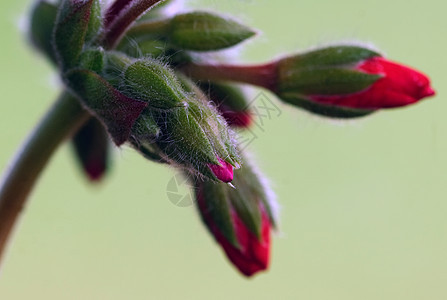 红花花植物群宏观植物花瓣绿色图片