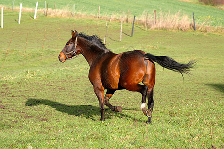 马在绿草上赛跑者训练步伐蓝色跑步场地马尾辫赛车尾巴动物背景图片