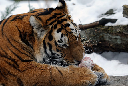 老虎野生动物猫科荒野条纹哺乳动物动物野猫毛皮捕食者食肉图片