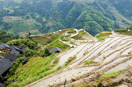 长山Guilin的田间稻田阳台绿色村民乡村场地农业丘陵树木农民山脉图片