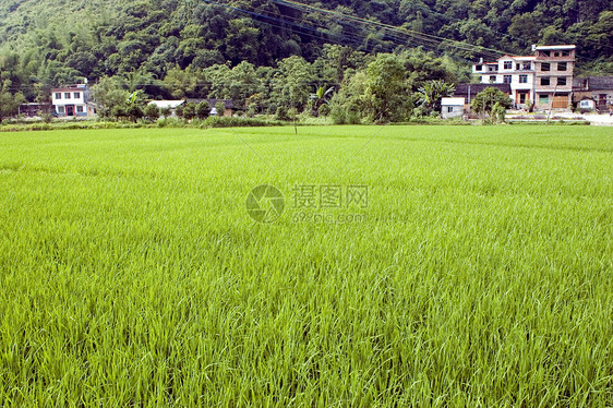 吉林的中国稻田农业丘陵农民场景工作农场反射山脉风景乡村图片