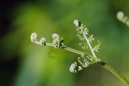 费尔生长叶子植物群植物学植物绿色蕨类图片