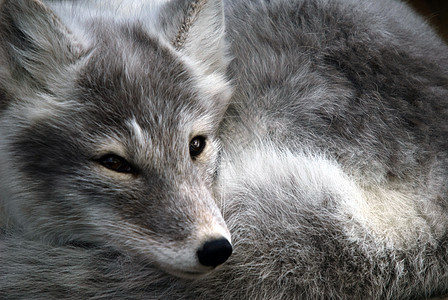 北极狐毛皮白色哺乳动物野生动物动物图片