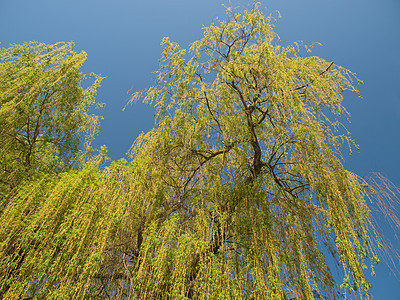 柳绿色蓝色叶子植物新生活水平白色花园公园天空图片