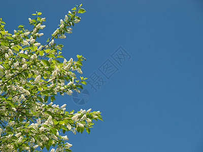 鸟鸟樱桃蓝色叶子植物新生活绿色天空花园水平白色图片