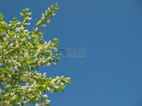 鸟鸟樱桃蓝色叶子植物新生活绿色天空花园水平白色图片
