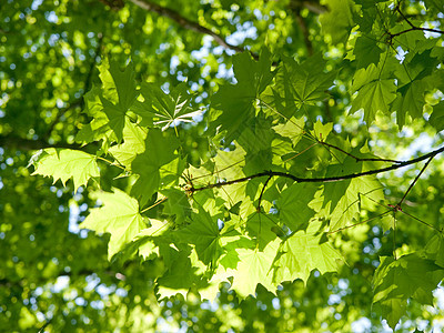 树叶蓝色天空绿色植物新生活水平叶子花园图片