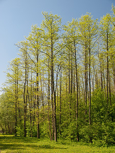 公园里的树木树干新生活绿色蓝色森林植物叶子天空图片