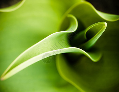 抽象花朵纹理绿色植物水平阔叶曲线郁金香叶子背景图片