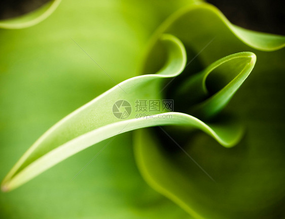 抽象花朵纹理绿色植物水平阔叶曲线郁金香叶子图片