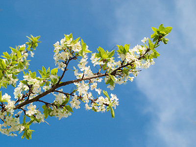 闪亮樱桃树枝天空植物绿色白色新生活蓝色季节花头图片