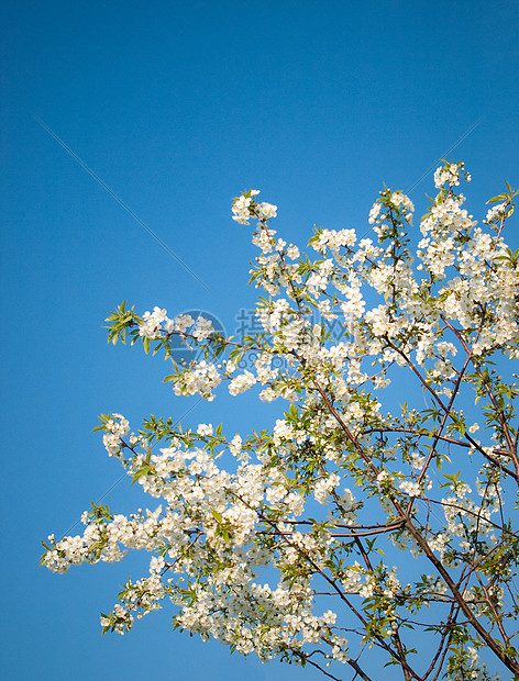 闪耀的樱桃绿色蓝色花头新生活天空白色季节植物图片