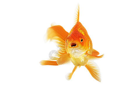 美丽的扇尾金鱼动物宠物黄色橙子游泳白色图片