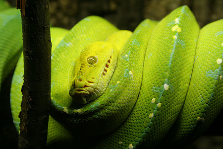 绿蛇动物图片