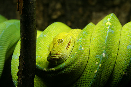 绿蛇俚语动物图片