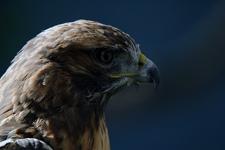 红尾鹰动物捕食者棕色鸟类野生动物猎物图片