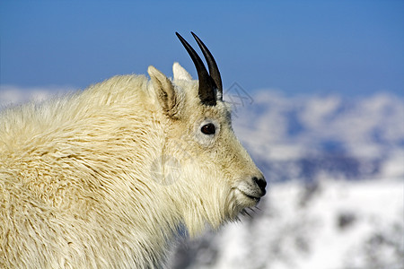 山羊岩石濒危野生动物旅行白色眼睛羊毛荒野公吨毛皮图片