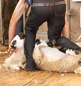 牧羊剪在公平市集工具夹子剃刀剪辑家畜修剪剪切头发采煤机羊毛图片