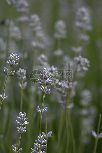 花层种植外户 - 垂直图片