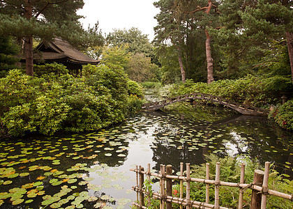 日本花园植物小路花朵公园绿化晴天园林反射石头绿色植物图片