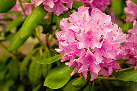 粉红罗多登端花朵宏观花瓣灌木生活植物群植物叶子植物学树叶生长图片