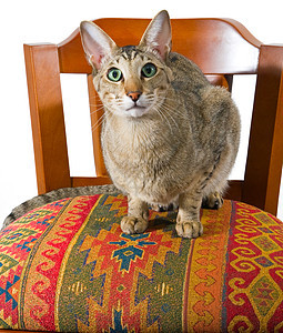 坐在椅子上的东方猫头发身体猫科耳朵短发乐趣长椅眼睛好奇心装饰品图片