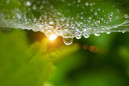 在网络上滴落的 Dew 水滴宏观液体绿色叶子飞沫植物图片