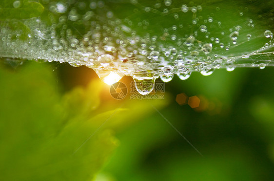 在网络上滴落的 Dew 水滴宏观液体绿色叶子飞沫植物图片