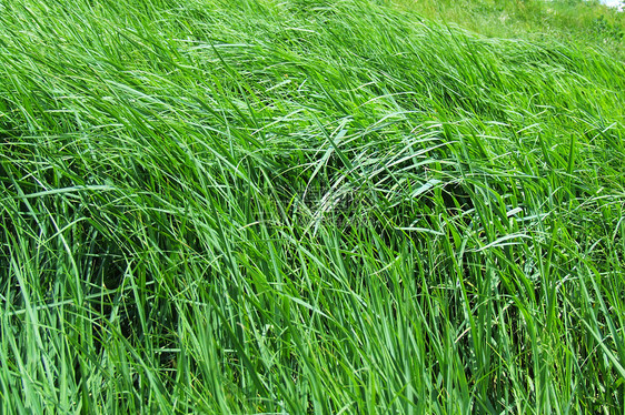 格拉数植物背景区系自然界后勤草原绿色图片