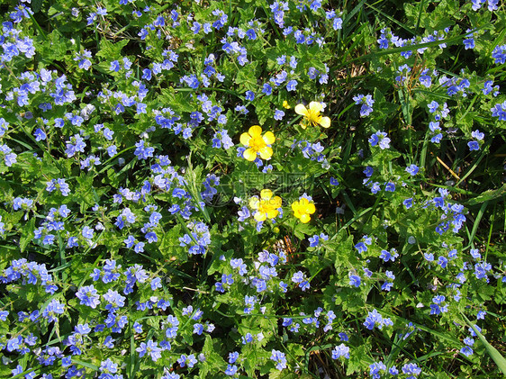 蓝色和黄色区系自然界植物凝胶法布图片