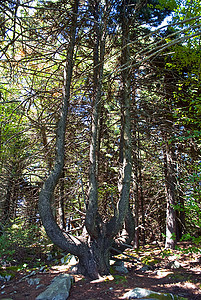 树旋钮森林云杉山脉背景图片