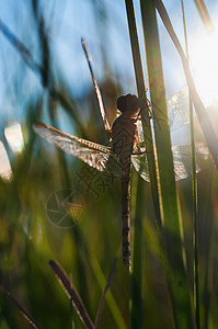等待太阳的飞翔昆虫翅膀动物宏观野生动物孵化图片