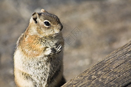 Chipmunk 特写图片