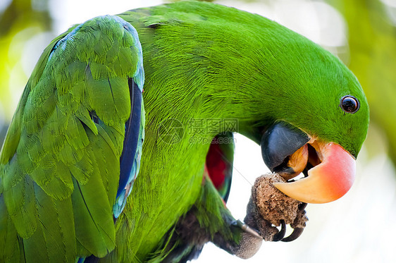 Macaw在吃东西图片