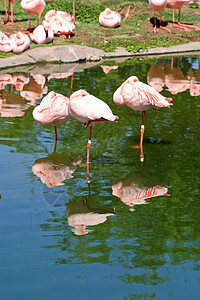 佛罗里达一个公园里的红色火烈红火烈酒眼睛鹦鹉翅膀情调异国脖子羽毛反射野生动物动物园图片