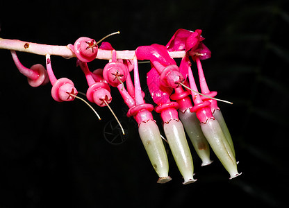 植物园的花朵植物花瓣灯泡紫色花园生长公园季节图片