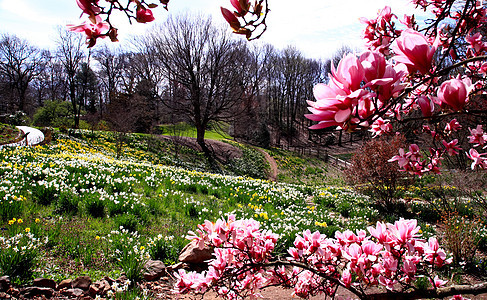 水仙花在春天盛开植物失真花园白色灯泡季节国家花瓣鱼眼公园图片