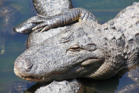 佛罗里达州公园里的鳄鱼危险焦虑野生动物展示爬虫怪物竞争竞争者愤怒恶梦图片