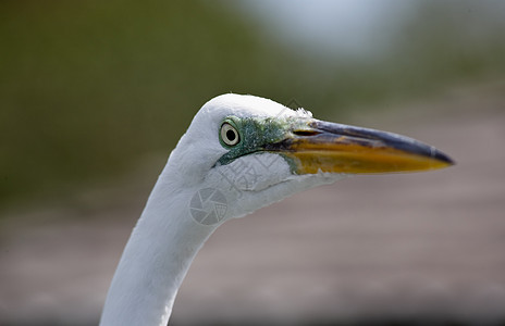 佛罗里达一个公园中的热带鸟荒野羽毛苍鹭野生动物眼睛脖子池塘白色蓝色图片