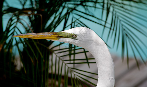 佛罗里达一个公园中的热带鸟蓝色苍鹭池塘荒野野生动物眼睛白色脖子羽毛图片
